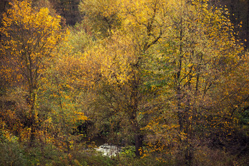 Fototapeta na wymiar beautiful autumn landscape with small winding river