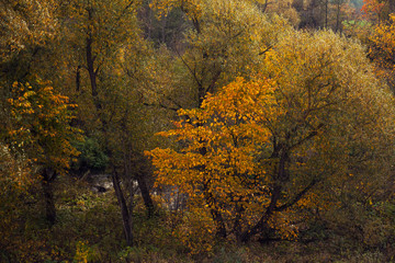beautiful autumn landscape with small winding river