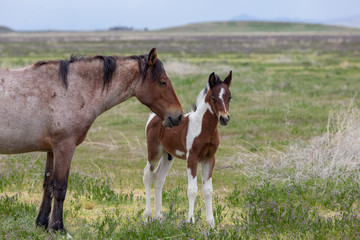 Wild Horse Mare and Foal in Spring in the Utah Desert