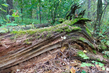 An old log in the forest covered with green moss. Close-up