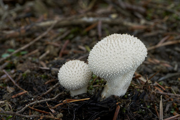 Edible mushroom Lycoperdon perlatum growing in the needles in the spruce forest. Also known as common puffball, warted puffball, gem-studded puffball, or the devil's snuff-box. Two white mushrooms.