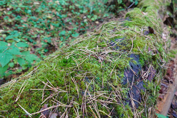 An old log in the forest covered with green moss. Close-up
