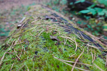 An old log in the forest covered with green moss. Close-up