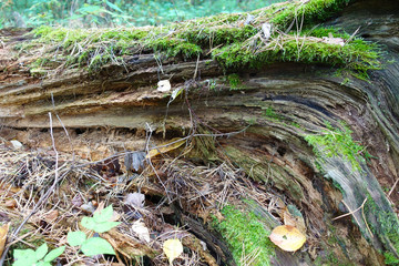 An old log in the forest covered with green moss. Close-up