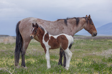 Obraz premium Wild Horse Mare and Foal in Spring in the Utah Desert