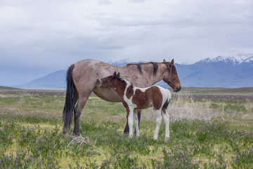 Fototapeta na wymiar Wild Horse Mare and Foal in Spring in the Utah Desert