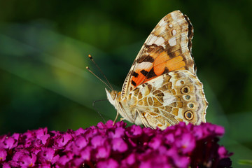 Ein Distelfalter Schmetterling sitzt auf einer lila Blüte im Sonnenschein Vanessa cardui Cynthia cardui