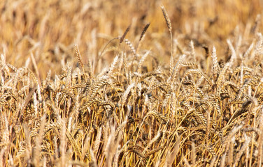 Ripe ears of wheat grow on the nature