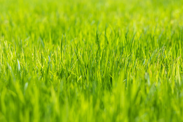 Fototapeta premium Shallow depth of field of green grass background, macro nature wallpaper