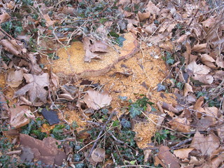 Natur