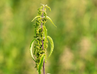 Seeds on the nettle in nature