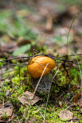 Orange cap boletus mushroom macro in forest