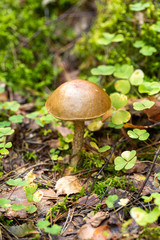 Brown cap boletus beautiful mushroom