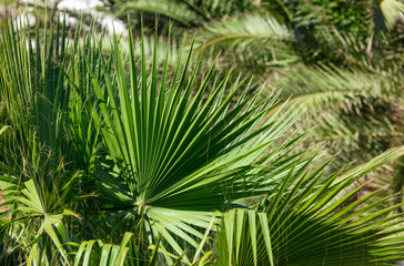 Obraz na płótnie Canvas Green leaves on a palm tree in the tropics