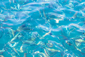 Fish in the blue water of the sea as a background