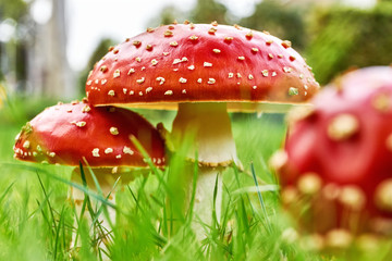 Closeup of a group of fly agaric, fly amanita or amanita muscaria mushrooms in autumn. Three red white dotted poisonous mushrooms in green grass. Low angle shot.
