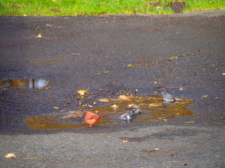 red cardinal and blue jays bathing in a puddle in the backyard