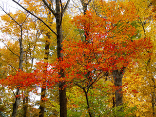 colorful trees in the fall