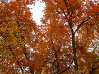 trees with orange leaves in the woods in the fall