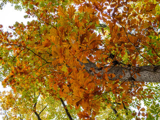 tree with yellow and orange leaves in the woods in the fall