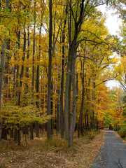 Obraz premium road in the forest with colorful trees in the fall