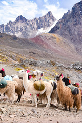 Llama pack in Cordillera Vilcanota, Ausungate, Cusco, Peru - obrazy, fototapety, plakaty