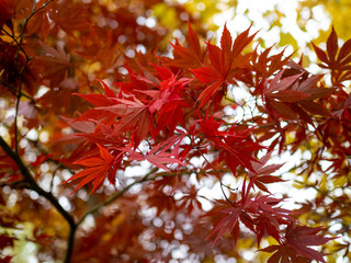 close view of small Japanese red maple in the woods in the fall