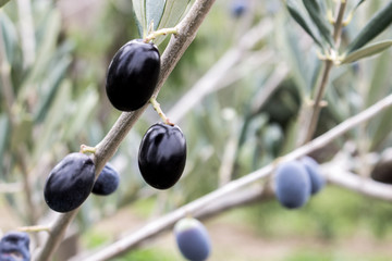 The olive tree plant that gives its fruits ready to be transformed into extra virgin olive oil