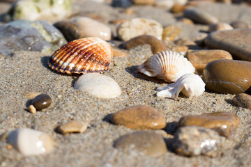the remains of the shells on the shoreline in a late summer morning
