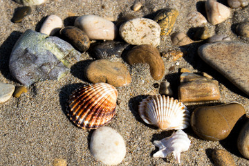 the remains of the shells on the shoreline in a late summer morning