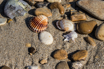 the remains of the shells on the shoreline in a late summer morning