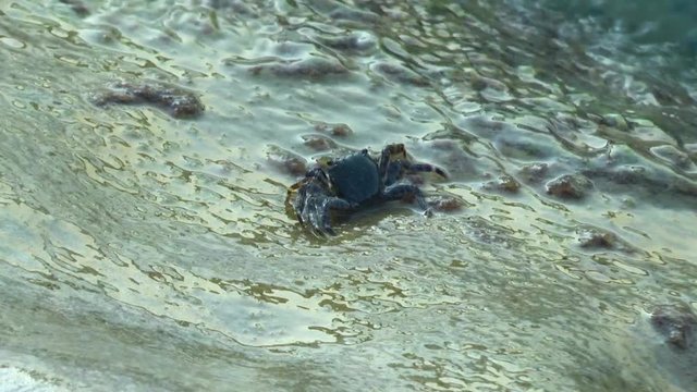 Crab on a rock on the black sea coast.