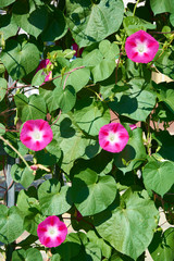 Convolvulus with bright pink flowers. Plant bindweed with brightly purple colored funnel-shaped flowers.