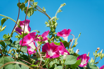 Convolvulus with bright pink flowers. Plant bindweed with brightly purple colored funnel-shaped flowers.