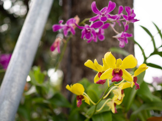 Fototapeta na wymiar Beautiful Thai orchids