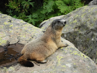 Obraz premium An adult marmot on a rock