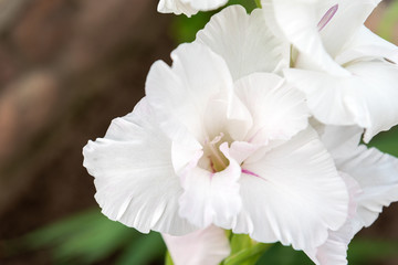 Fototapeta na wymiar Gladioluses growing in garden. Sword lily.