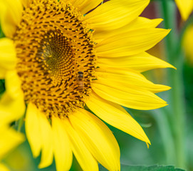 A close-up of beautiful sunflower flowers