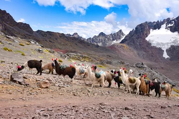 Foto auf Alu-Dibond Llama pack in Cordillera Vilcanota, Ausungate, Cusco, Peru © Mark