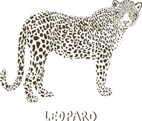 Leopard illustration