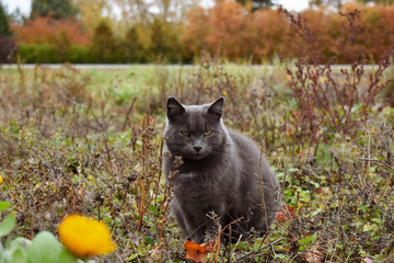 A grey cat sitting in the grass on a field near a road in autumn