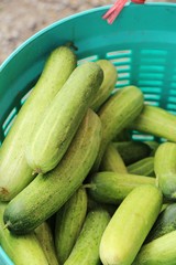 Fresh cucumbers for cooking in the market