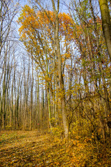 Fototapeta premium Wonderful autumn. Beautiful photos taken in the fall.