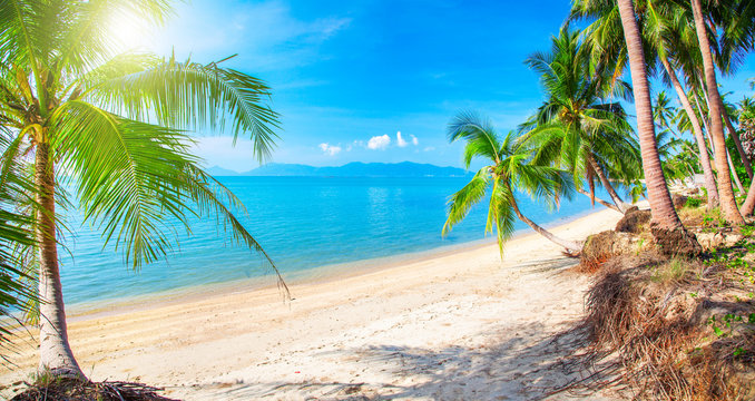 Beautiful tropical beach and coconut palm trees, Koh Samui, Thailand