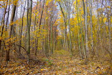 Wonderful autumn. Beautiful photos taken in the fall.