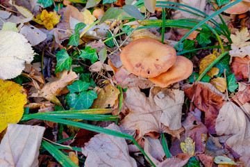 Wonderful autumn. Beautiful photos taken in the fall.