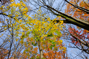 Wonderful autumn. Beautiful photos taken in the fall.