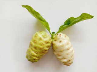 Morinda citrifolia is a perennial plant Square tree The bark is smooth. Dark green leaves The flowers are axillary bouquet. The base of the flower is tightly attached to a spherical shape, the result 