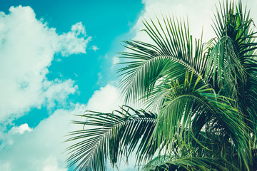 Coconut palm tree foliage under sky. Vintage background. Retro toned poster.