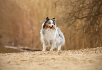 Sheltie
